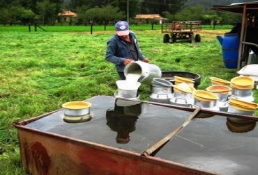 Cerca de 1,2 millones de litros de leche se producen diariamente en Caquetá. Foto: Archivo Fedegán. Buenas Prácticas Ganaderas. Foto: Archivo Fedegán.