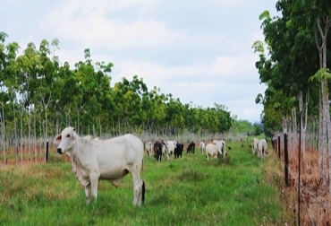 La carga de la finca se mejora disminuyendo en un 15% el área de los potreros. Foto: Clara Torres, coordinadora URDG, Santander Sistemas Agroforestales, Barrancabermeja, Santander