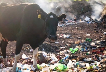 Las basuras pueden ocasionar infecciones y problemas de visión en las reses. Foto: CONtexto Ganadero. Ganaderos de Fonseca en alerta por mal uso de las basuras.jpg