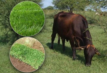 El pasto bermuda crece con éxito en zonas de menos de 2.000 metros de altura sobre el nivel del mar. Foto: CONtexto ganadero. pasto bermuda ganadería