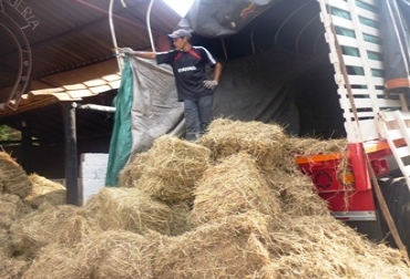 Hay cerca de 9.000 bovinos en el municipio de Socorro que se abastecen con los suplementos alimenticios que otorga Fedegán. Foto: Javier Aguilar, profesional en Gestión Productiva y Salud Animal de Fedegán. Bodegas de Suplemento Alimenticio