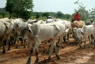 Muchos productores han recurrido a movilizar sus reses en búsqueda de agua, ante la ausencia de pozos profundos que logren mitigar la crisis. Foto: Tomada de maganguehoy.com. Sequía en Colombia