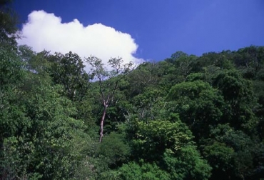 La preservación de bosques y cuencas hídricas es prioridad para las autoridades caqueteñas. Foto: Ministerio de Medio Ambiente Bosques de la amazonía caqueteña