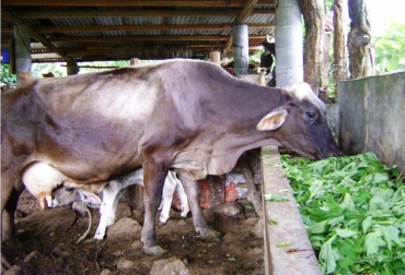 Con estas plantas, los productores bovinos encuentran una eficiente y alternativa fuente de alimento para sus reses. Foto: CONtexto Ganadero. Botón de oro y hierba de guinea, opciones para nutritiva alimentación en bovinos.