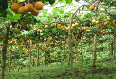 80 predios de frutas y hortalizas y 8 ganaderos, ya fueron certificados por el ICA. Foto: ICA. Buenas Prácticas Agropecuarias