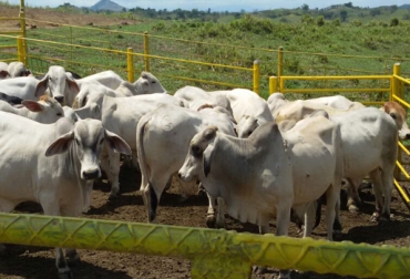 César López tiene un total de 60 vacas de razas gyr, gyrolando y jersey, de las cuales 30 se encuentran en ordeño. Foto: Paula Hernández. Ganado de la raza gyr en Colombia