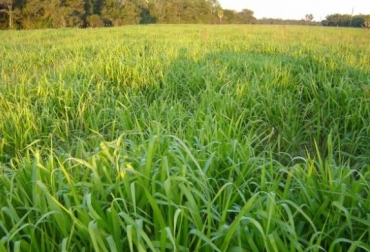 Semilla toledo es una de las variedades que pueden adquirir los ganaderos de esta región. Foto: CONtexto Ganadero. Pasturas