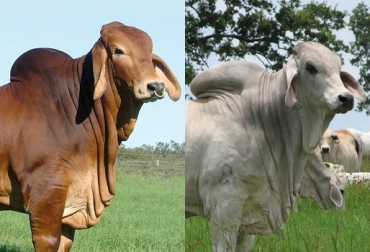 Pajillas de brahman rojo y gris, senepol, simmental, charolaise y jesey, serán las que reciban los productores de la región. Foto: CONtexto Ganader. mejoramiento genético