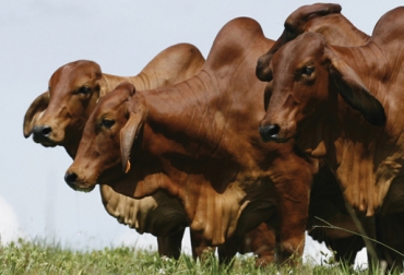 Los asistentes encontrarán un espacio para la compra de ganado puro de alta genética. Foto: CONtexto ganadero. Brahman.