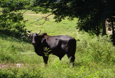 Los búfalos viven a orillas de ríos o zonas pantanosas y son triple propósito: carne, leche, trabajo. Foto: Alcaldía de La Dorada Magdalena le sigue apostando al ganado bufalino.jpg