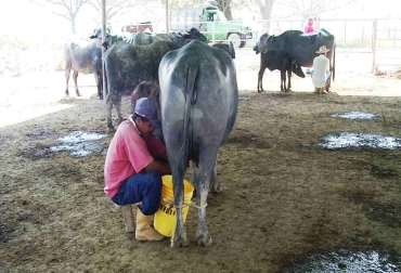 Actualmente ya hay más de 8 mil cabezas de búfalos hay en San Jorge y La Mojana, en Magdalena. Foto: CONtexto Ganadero. Raza bufalina en La Mojana.