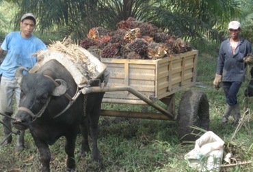 Los búfalos son animales más productivos y de fácil manejo, porque son más dóciles. Foto: Juan Carlos Buelvas. Búfalo Barrancabermeja