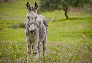 En total, 2.500 kilos de carne de burro fueron decomisados por la Policía Nacional. Foto: CONtexto Ganadero. Burro carne Córdoba