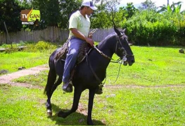 La comercialización del ganado se realiza desde 2012. Foto: TVgan Remates. tvgan remates