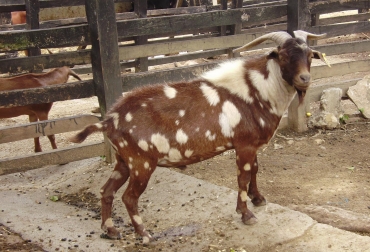 La cabra santandereana está cerca de ser reconocida como la segunda raza caprina en el mundo catalogada como pura. Foto: Gobernación de Santander. Cabra santandereana