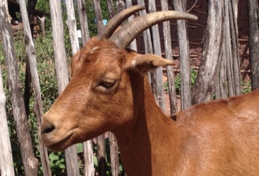 La especie es reconocida por su color, tipo de piel, fertilidad y resistencia frente a los problemas sanitarios. Foto: Álvaro Uribe. Cabra santanderana