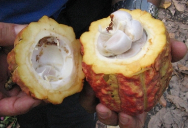 Cacaoteros, algodoneros, cafeteros y demás productores establecen pliego de acuerdos para presentar al Gobierno este 17 de julio. Foto: Página del Ganadero. Paro de cafeteros