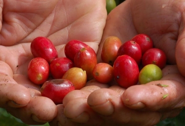 Este programa se da con el fin de que pequeños y medianos productores de las veredas de Villavicencio disminuyan los costos en la producción. Foto: CONtexto ganadero. Café orgánico