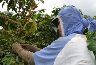 Entre los productos de las Alianzas Productivas se destaca la producción de café especial. Foto: Foto: Gobernación del Quindío. Café del Quindío