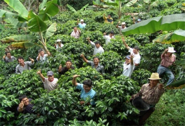 Los caficultores rechazan la ayuda del Gobierno Industria caficultora recibe apoyo