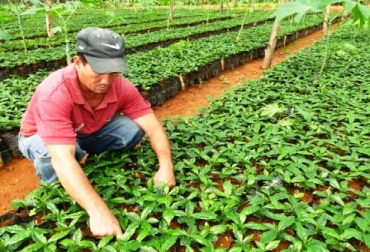 Con este proyecto se busca generar aproximadamente 4.000 empleos directos Foto: Alcaldía de Armenia. Cafeteros de Colombia