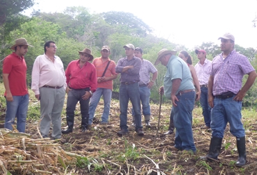 Desde hace 5 años se creó este círculo con el ánimo de integrar a dos provincias. Foto: Javier Aguilar, Fedegán. Círculo de excelencia 'Chino Santandereano'. Foto: Javier Aguilar, Fedegán.