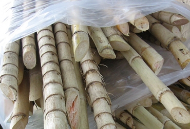 Los productores de caña de azúcar de Norte de Santander están en la lista de beneficiados de los recursos de Regalías. Foto: CONtexto Ganadero. subsidios en colombia