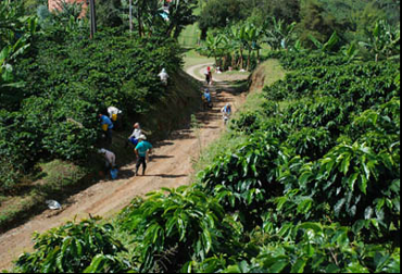 Los quindianos impulsan el desarrollo de la región. Foto: Gobernación del Quindío Proyectos en Quindío para Oportunidades rurales