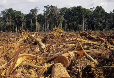 Expertos de la U.N señalan que la deforestación del país supera las 400 mil hectáreas. Foto: www.ecoosfera.com. deforestación en colombia cifras