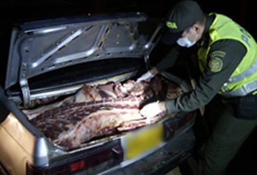 La carne era transportada sin las mínimas condiciones de seguridad requeridas, por lo que fue decomisada. Foto: Policía Nacional. Contrabando en colombia