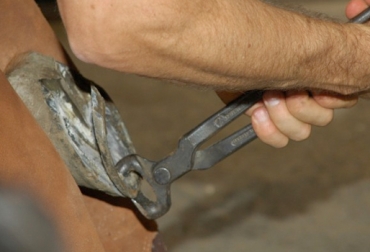 Cerca de 30 productores de la zona son esperados por Coregán para que hagan parte del taller. Foto: danielanz.com. podología en equinos