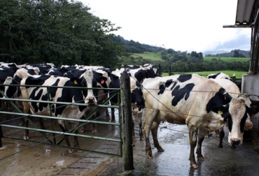 Si se logra perfeccionar el rendimiento que ofrece este aminoácido con mejores prácticas de producción en los hatos lecheros se obtendría un mejor precio por la calidad de la leche. Foto: Agencia de Noticias UN Vaca.