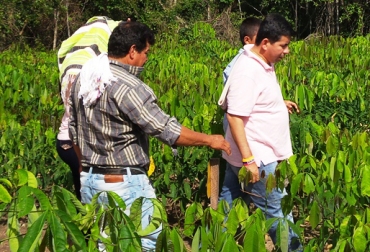 Más de 70 personas conocieron los viveros de las Asociación de Productores y Comercializadores de Caucho, Asoprocaucho. Foto: Gobernación de Guaviare. Productores de caucho.