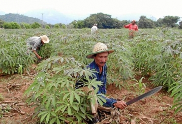 Los productores de Nariño son los que más se benefician con la asistencia técnica. Foto: Archivo particular. Cultivos en Nariño.