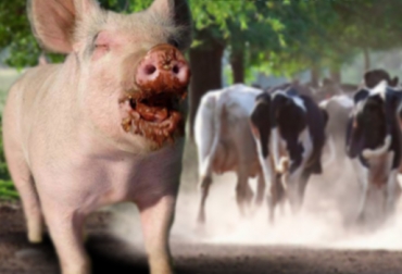 Este animal, de nombre "Pacho", es acusado de atacar reses en Córdoba y además tener pacto con el diablo. Gráfica: CONtexto ganadero cerdo endemoniado en Córdoba