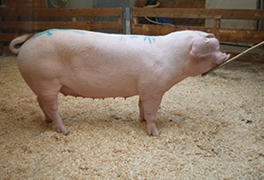 Este tipo de cerdos son los que se ven en Donmatías. Foto: Gobernación de Antioquia. Cerdo.