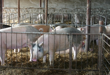 Con esta práctica se afecta tanto la producción como el consumo, ya que se pueden adquirir enfermedades con gran facilidad. Foto: Asoporcicol. Sacrificio de cerdos