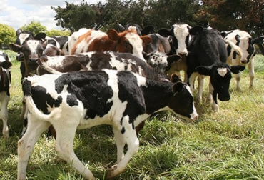 En Asolac, cerca del 95% son pequeños productores de leche. Foto: ICA. Certificación en Buena prácticas ganaderas