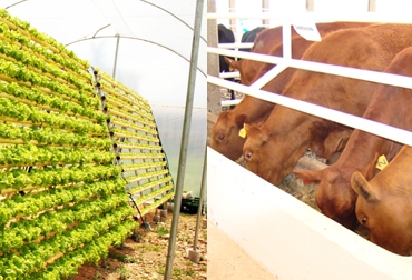 El reto de este Cibre es planificar, diseñar y ejecutar procesos que garanticen una sana alimentación bovina y humana. Foto: Efraín Pachón y Santiago Becerra. Alimentación bovina Cibre. Foto: Efraín Pachón y Santiago Becerra.
