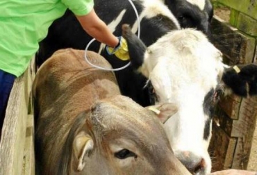 El departamento de Meta invirtió $950 millones aproximadamente para el desarrollo del Ciclo de vacunación. Foto: CONtexto Ganadero. Ciclo de vacunación Fedegán