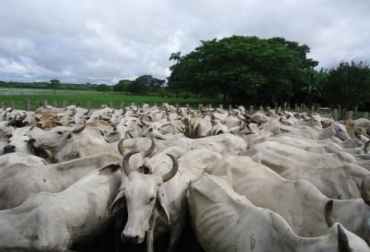 Este Asistegán tiene como objetivo llevar bienestar a comunidades de pequeños ganaderos, mediante la prestación del servicio de extensión. Foto: Gobernación de Casanare Ganado Casanare