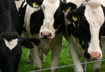 Productores lácteos de Boyacá se verán beneficiados con este programa. Foto: Infoláctea. vacas lecheras boyacá