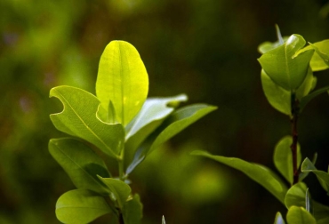 Detalle de plantas de coca en las montañas del municipio de Yalí, Antioquia, Colombia, el 3 de septiembre de 2014. Foto: AFP. cultivos de coca colombia