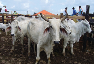 El cierre provisional de Cofema es una medida que tomó Corpoamazonia para que la corporación realice las debidas adecuaciones estructurales diariamente. Foto: CONtexto ganadero. Ganado cebú.
