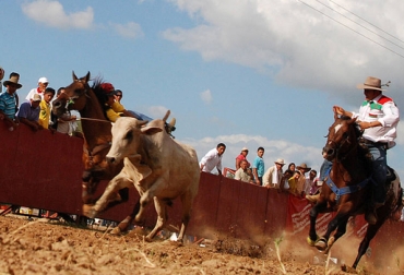 El coleo, práctica que tuvo sus inicios a mediados del siglo XVI, es practicado cada vez por un menor número de personas. Foto: Unal. Coleo llanero