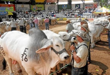 El arreglo del coliseo contempla el techado de los corrales ganaderos. Foto: Alcaldía de Purificación. Coliseo ferias Purificación Tolima