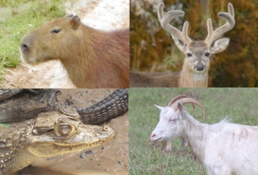 Durante los meses de abril y marzo, el país fue testigo de la muerte de miles de especies por cuenta de la sequía en Casanare. Foto: CONtexto Ganadero. aniamales silvestres