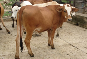 Los precios de la venta de ganado: vaca gorda $2.200 kilo, novilla desde $2.400, macho gordo $3.200, macho de ceba desde $2.800, macho de levante $2.900. Foto: Alcaldía Tauramena. Comercialización de ganado en Casanare