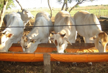 Facilitarles a los bovinos el acceso a comida y bebida limpia, hace parte de las 5 libertades. Foto: CONtexto Ganadero. Bienestar animal