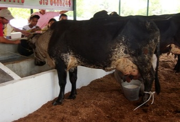 El objetivo es que durante 12 meses 30 ganaderos asociados se conviertan en pequeños empresarios. Foto: Alcaldía municipal de Sabana de Torres. Ganadería doble propósito. Foto: Alcaldía municipal de Sabana de Torres.